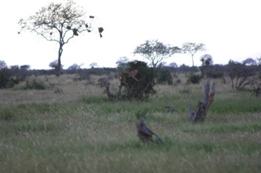 kenya 135